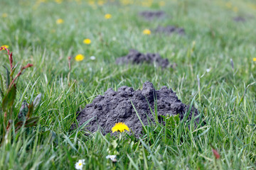 Auf einer Wiese mit Wildblumen stehen mehrere Maulwurfshügel