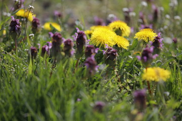 Fototapeta premium Naturnahe Wiese, einheimische Blumen wild, Magerwiese mit Wildkräutern Duftnessel (Agastache) und Löwenzahn (Taraxacum).