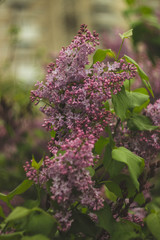 purple lilac macro after rain
