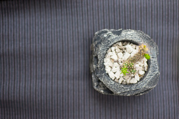 Picture above the tree in the pot