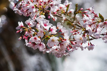 川べりで咲く桜