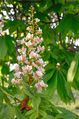 Flower tree