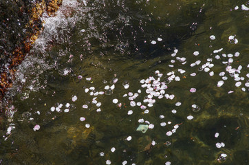 水の流れに乗る桜の花びら
