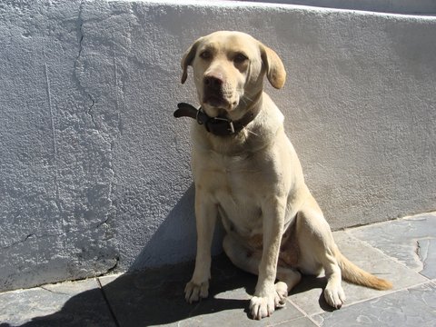 C&atilde;o