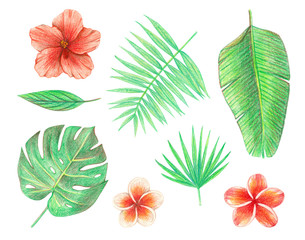 tropical exotic leaves and flowers. palm leaves, hibiscus and plumeria. hand drawing colored pencils illustration. isolated elements