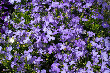 Obraz premium Purple Trailing Lobelia Sapphire flowers, Lobelia Erinus 