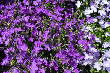 Purple Trailing Lobelia Sapphire flowers, Lobelia Erinus "Sapphire". Also called Edging Lobelia, Garden Lobelia. Floral pattern. Spring and summer flowers background texture.