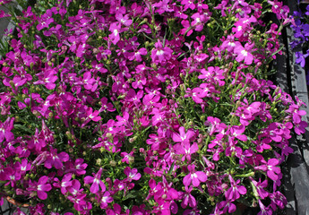 Purple Trailing Lobelia Sapphire flowers, Lobelia Erinus 