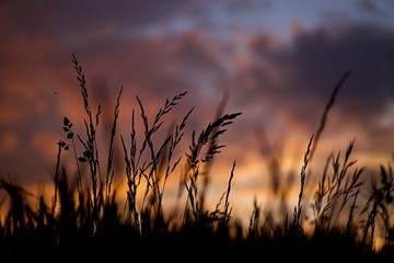 Obraz na płótnie Canvas Herbe sauvage coucher de soleil - champs nature 