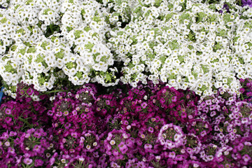 Alyssum. Alyssum flowers from family  Brassicaceae. The genera Lobularia and Aurinia are closely related to Alyssum. Floral pattern. Spring and summer flowers background texture.