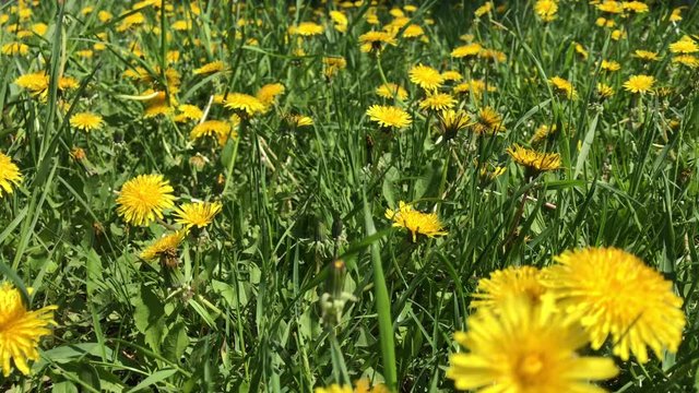 lawn pode dandelions with summer wind