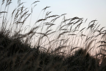 Viele Gräser wehen im Wind und stehen im Gegenlicht der Abendsonne