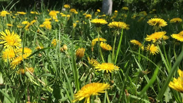 lawn pode dandelions with summer wind