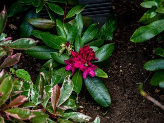 OLYMPUS DIGITAL CAMERA - MY GARDEN