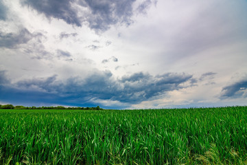 The green fields with the dark, stormy clouds in the background