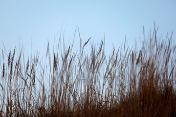 Obraz premium Silhouette von wilden Gräsern wie gemalt im Gegenlicht der Sonne als Close up