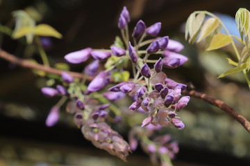 公園に咲く花　フジ