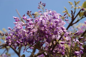 公園に咲く花　フジ