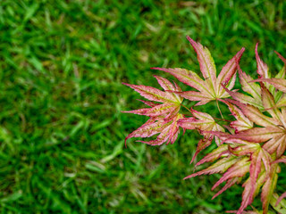 OLYMPUS DIGITAL CAMERA - MY GARDEN