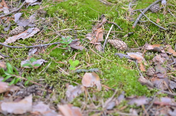 Background of the grass, bumps and moss