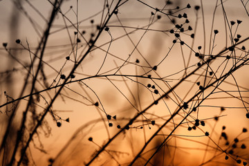 Schwarze Silhouette von Pflanzen, Kräutern und Stengeln vor rotem Himmel