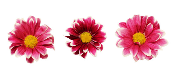 Set of pink chrizanthemum flowers