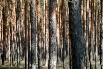Wald aus Kiefern mit vielen Bäumen Baumstämmen