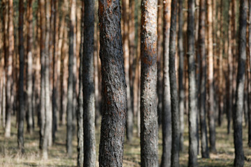 Kiefern Wald mit vielen Bäumen und Baumstämmen