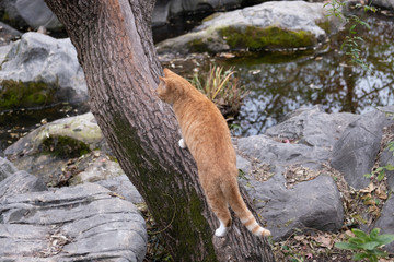 Ginger cat climbs on tree in park with water on background
