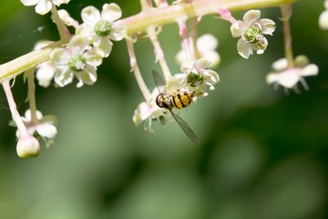 bee on flower