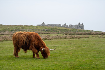 Hiland cattle cows lundy island devon england uk 