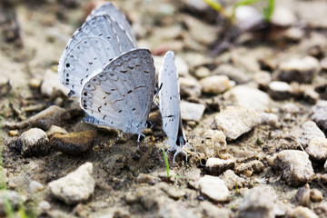 butterfly on a stone