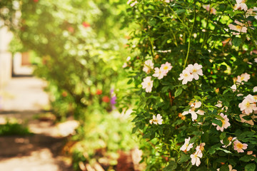 front garden with flowering bush in the summer at sunset