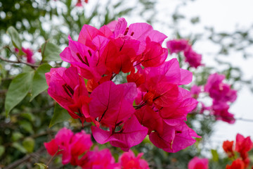 Bougainvillea flowers red, pink colors macro shot with green garden on background