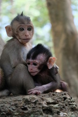 Deux bébés singes du Cambodge à Angkor
