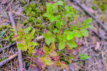 Blueberry plants with green leaves on the ground, view from about