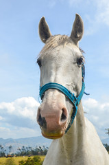 head of a horse