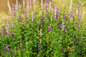 background of wildflowers at sunset in summer