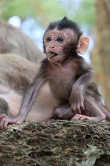 Bébé singe qui mange, Cambodge