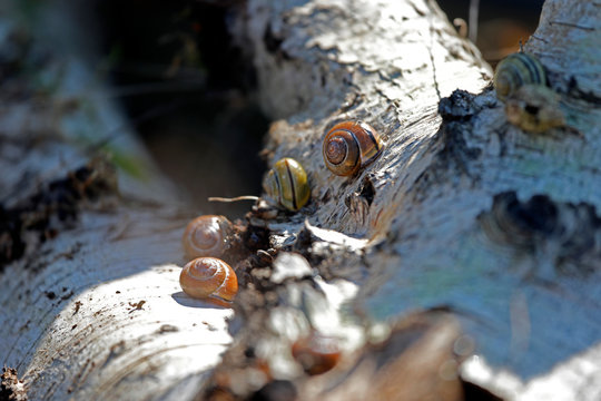 Viele Schnirkelschnecken auf dem Stamm einer Birke in einem Wald im Fr&uuml;hling