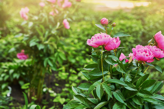 peony bush in the courtyard of a residential building in the spring at sunset