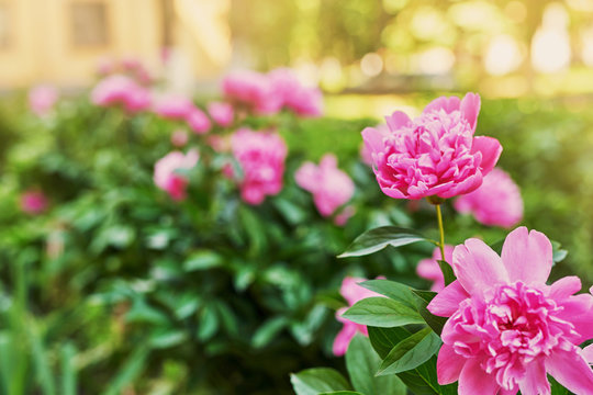 peony bush in the courtyard of a residential building in the spring at sunset