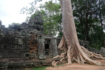 Fototapeta premium Temple de Ta Prohm à Angkor, Cambodge