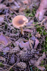 Forest edible mushrooms grow in a pine forest