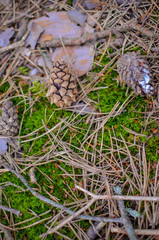 Background of the grass, bumps and moss