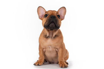 french bulldog puppy on white isolated background