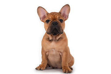 french bulldog puppy on white isolated background