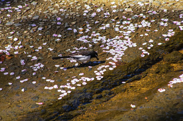 セキレイと桜の花びら