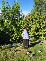 Grandma feeds pigeons in the summer Park 