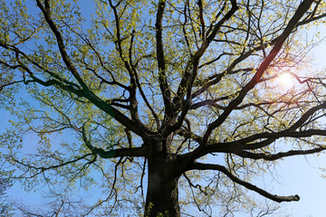 Alte, große Eiche mit verzweigten Ästen und grünen Blättern im Frühling als Silhouette vor blauem Himmel aus Froschperspektive